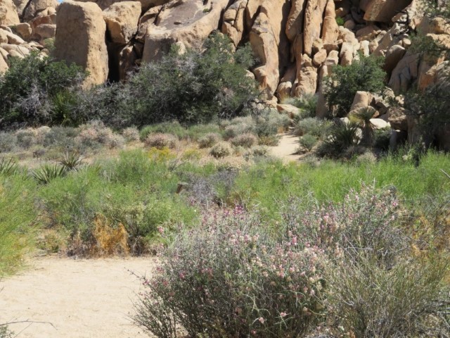 Joshua Tree & Hidden Valley (9).JPG